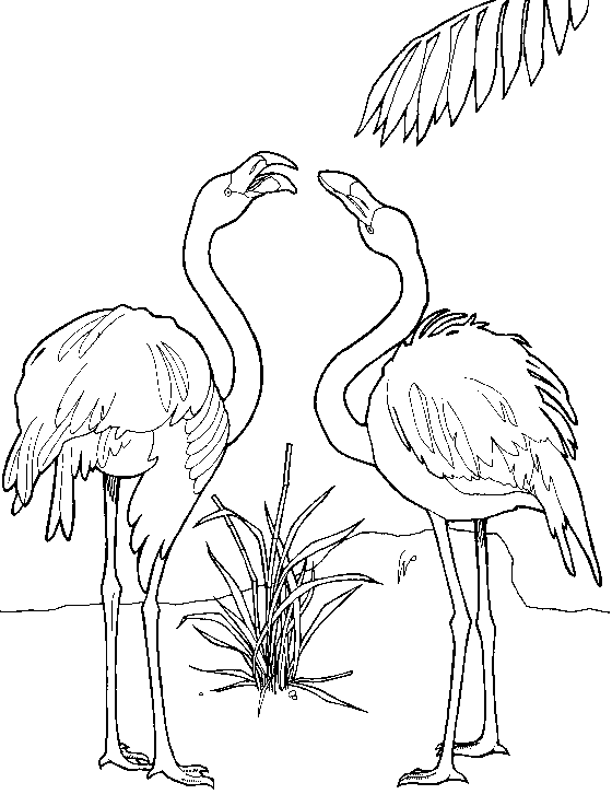 Dibujos para colorear de Flamencos, Phoenicopterus, Plantillas ...