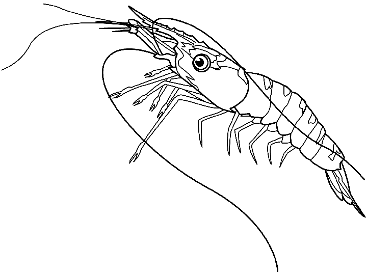 Dibujos para colorear de Gambas, Decapoda, Camarones, Plantillas ...