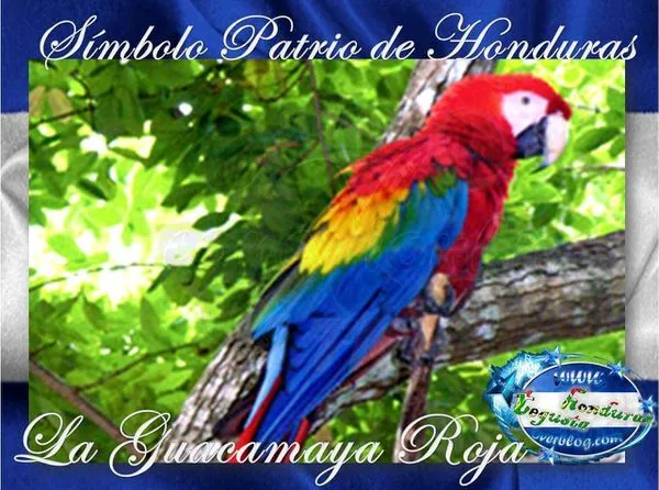 Dibujos para colorear de guacamayas rojas - Imagui Dibujos para colorear de guacamayas rojas - Imagui