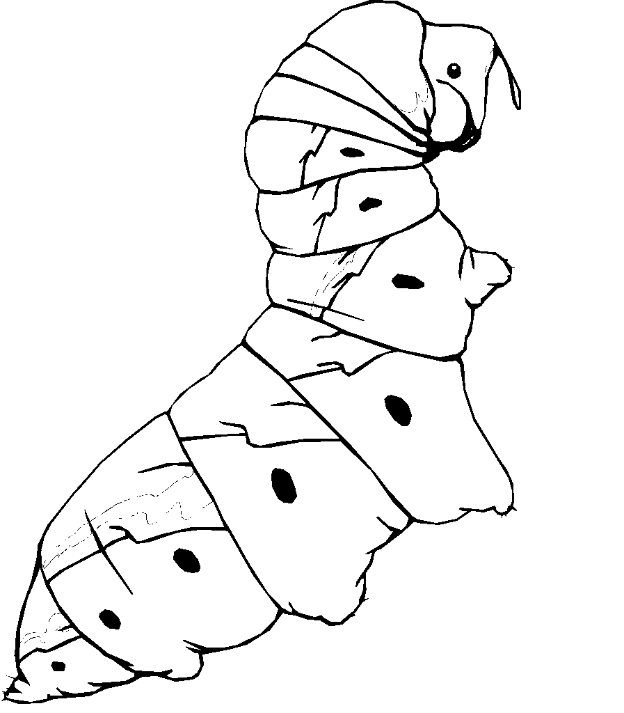 Dibujos para colorear de Gusanos, verme, anélidos, orugas, larvas ... Dibujos para colorear de Gusanos, verme, anélidos, orugas, larvas ...
