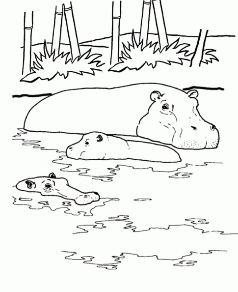 Dibujos Para Colorear Hipopotamo images