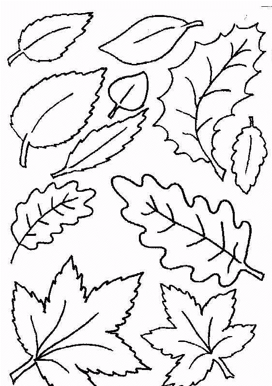 Dibujos para colorear de Hojas de los árboles, Plantillas para ... Dibujos para colorear de Hojas de los árboles, Plantillas para ...