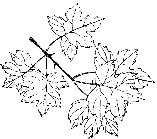Dibujos para colorear de Hojas de los árboles, Plantillas para ... Dibujos para colorear de Hojas de los árboles, Plantillas para ...