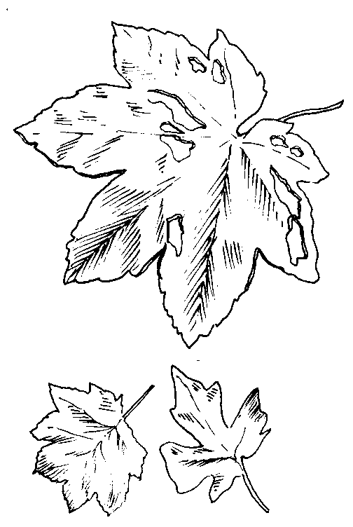 Dibujos para colorear de Hojas de los árboles, Plantillas para ... Dibujos para colorear de Hojas de los árboles, Plantillas para ...