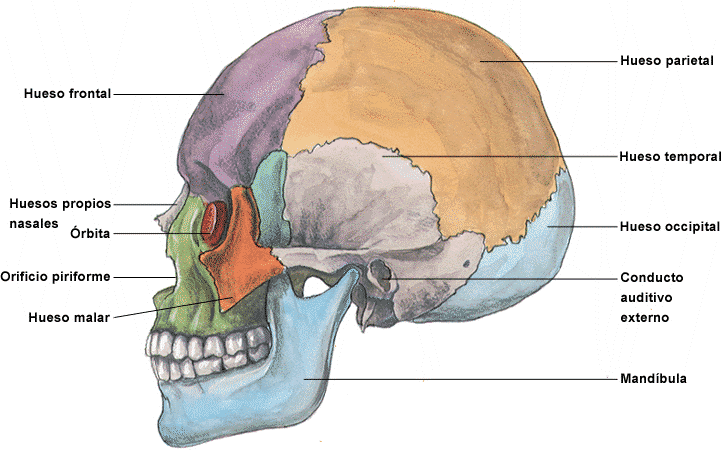 CUERPO HUMANO: DIBUJOS DE LOS HUESOS DEL CRANEO CUERPO HUMANO: DIBUJOS DE LOS HUESOS DEL CRANEO
