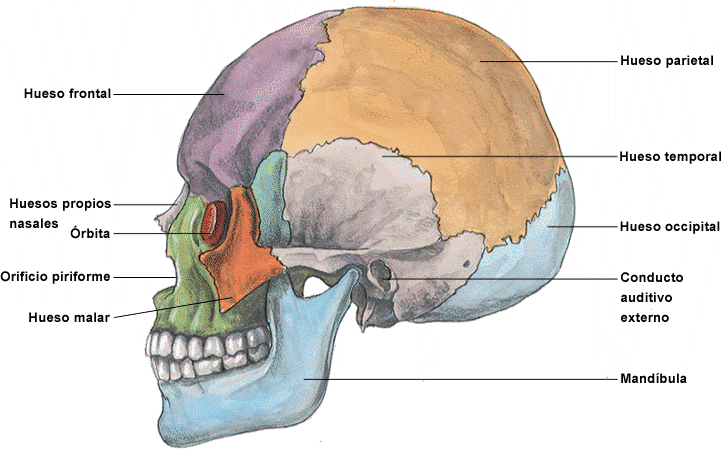 CUERPO HUMANO: DIBUJOS DE LOS HUESOS DEL CRANEO