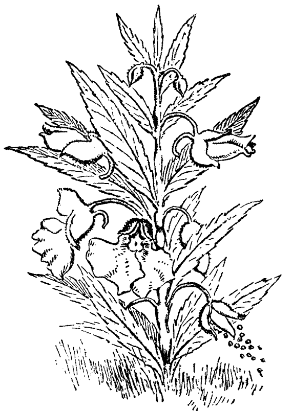 Imagenes de plantas medicinales para colorear con nombres - Imagui Imagenes de plantas medicinales para colorear con nombres - Imagui