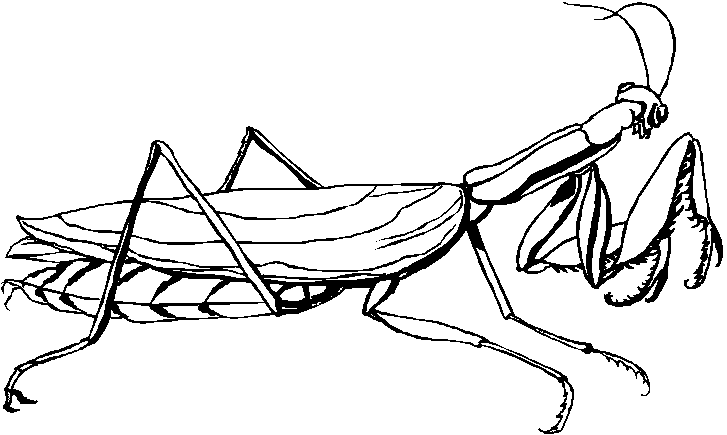 Insectos para colorear con sus nombres - Imagui Insectos para colorear con sus nombres - Imagui