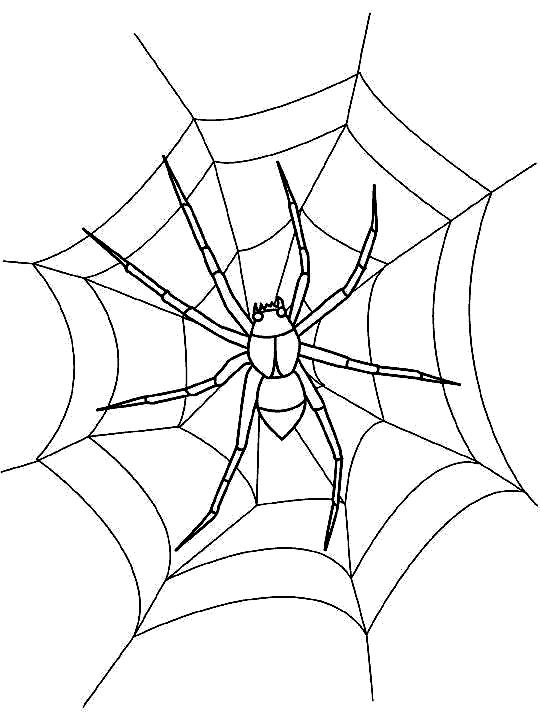 Dibujos para colorear de Insectos, Plantillas para colorear de ... Dibujos para colorear de Insectos, Plantillas para colorear de ...