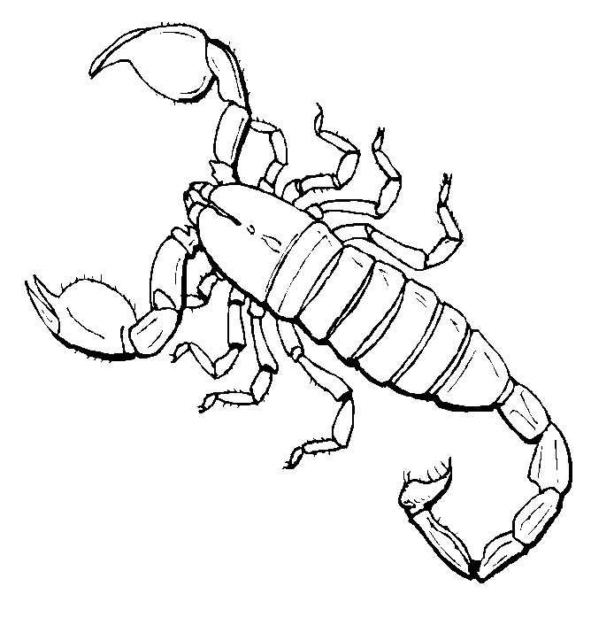 Dibujos para colorear de Insectos, Plantillas para colorear de ... Dibujos para colorear de Insectos, Plantillas para colorear de ...