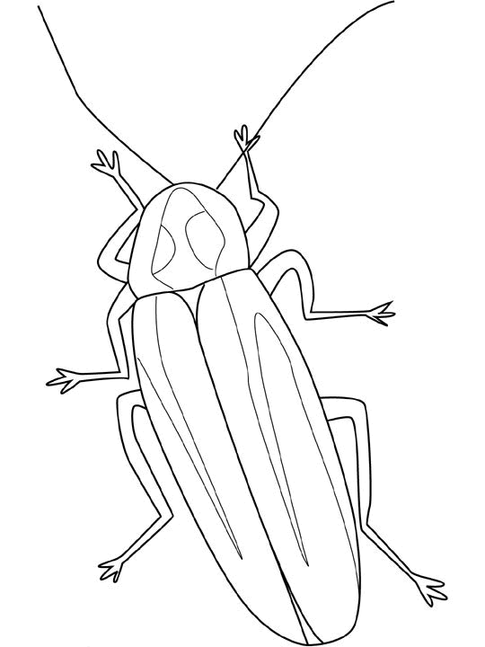Dibujos para colorear de Insectos, Plantillas para colorear de ...