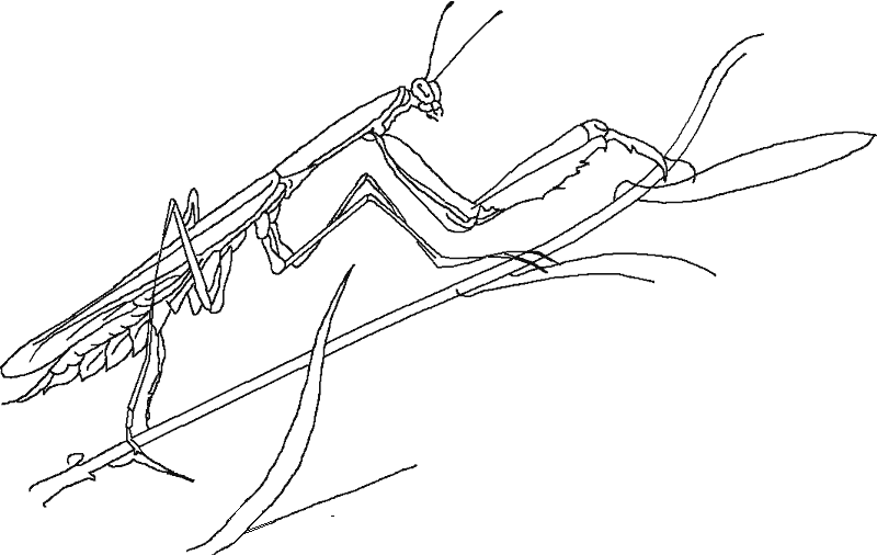 Dibujos para colorear de Insectos, Plantillas para colorear de ... Dibujos para colorear de Insectos, Plantillas para colorear de ...