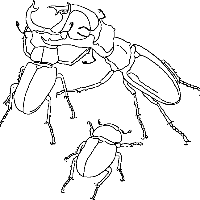 Dibujos para colorear de Insectos, Plantillas para colorear de ... Dibujos para colorear de Insectos, Plantillas para colorear de ...