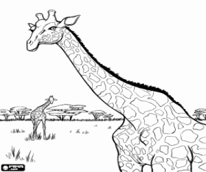 ... de Jirafas , dibujos para imprimir de Jirafas , dibujos para pintar de ... de Jirafas , dibujos para imprimir de Jirafas , dibujos para pintar de