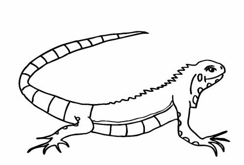 Dibujos para colorear de un lagarto (2)