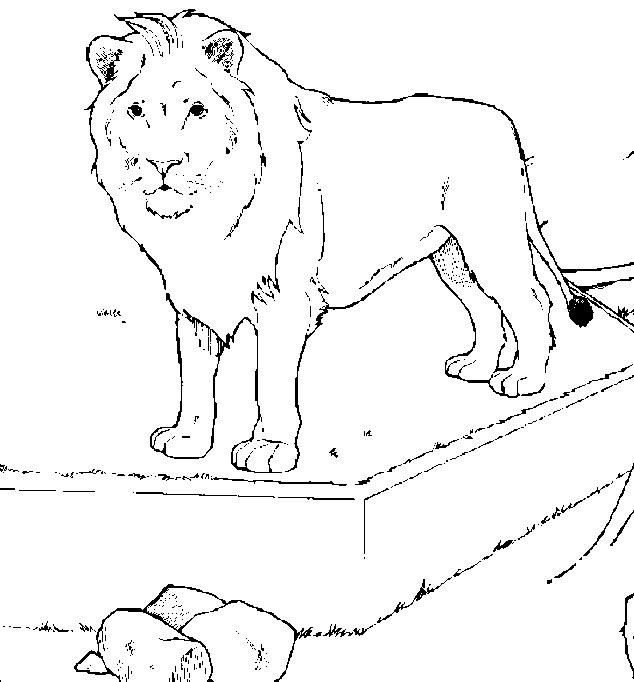 Dibujos para colorear de Leones, Panthera leo, Plantillas para ...