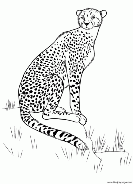 dibujo-de-leopardo-006 | Dibujos y juegos, para pintar y colorear