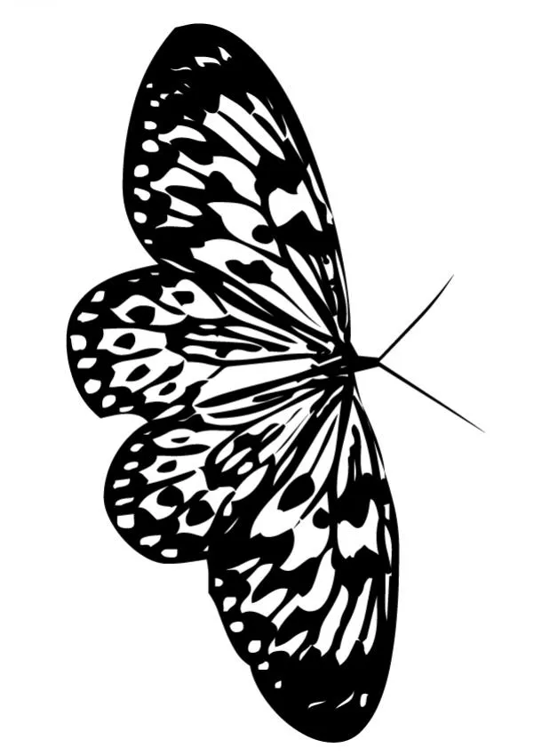 Dibujos para colorear MARIPOSAS, Hermosa mariposa monarca para ...