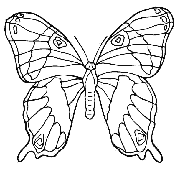 Dibujos para colorear de Mariposas, Lepidópteros, Plantillas para ...