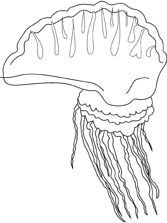 Dibujos para colorear de Medusas, aguamalas, Plantillas para ... Dibujos para colorear de Medusas, aguamalas, Plantillas para ...