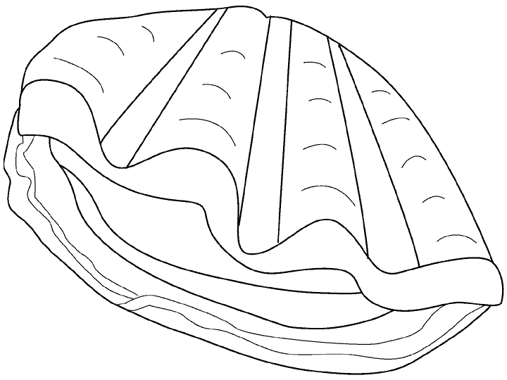 Dibujos para colorear de Moluscos, Plantillas para colorear de ... Dibujos para colorear de Moluscos, Plantillas para colorear de ...