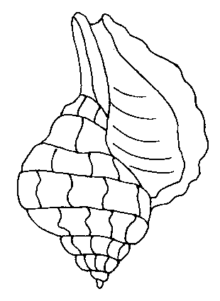 Dibujos para colorear de Moluscos, Plantillas para colorear de ...