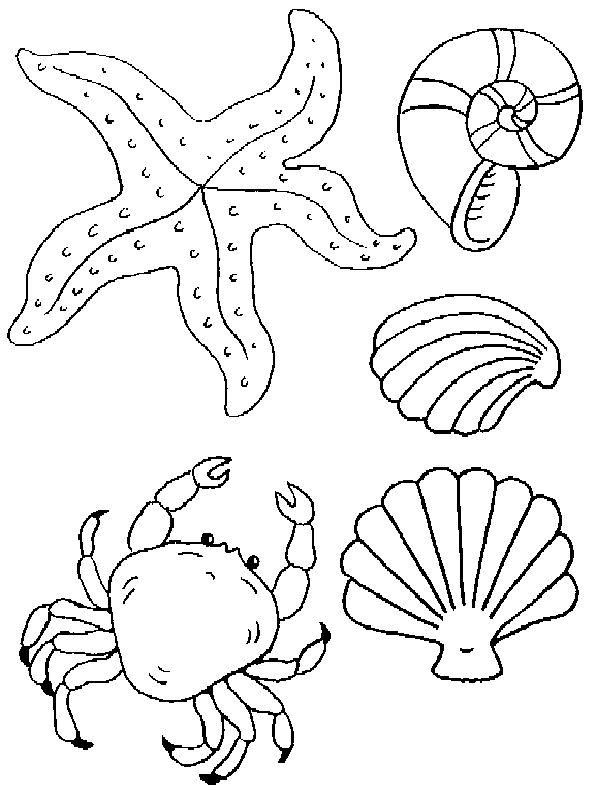 Dibujos para colorear de Moluscos, Plantillas para colorear de ... Dibujos para colorear de Moluscos, Plantillas para colorear de ...