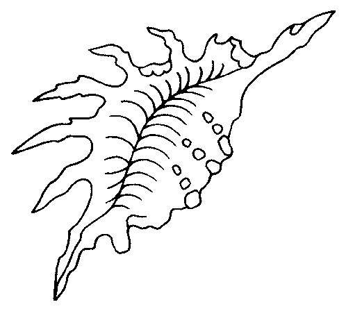 Dibujos para colorear de Moluscos, Plantillas para colorear de ... Dibujos para colorear de Moluscos, Plantillas para colorear de ...