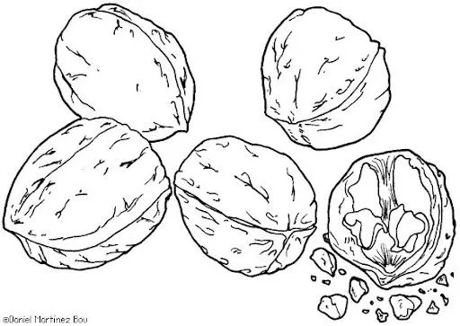 DIBUJOS PARA COLOREAR NUECES | Dibujos para colorear DIBUJOS PARA COLOREAR NUECES | Dibujos para colorear