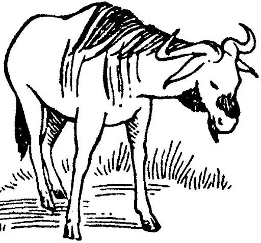 DIBUJOS PARA COLOREAR ÑUS | Dibujos para colorear