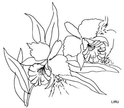 Dibujos para colorear de orquideas - Imagui