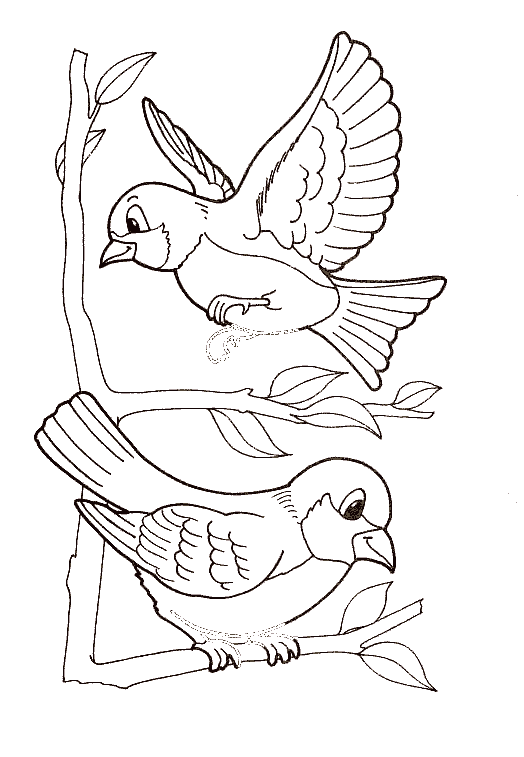 Dibujos para colorear de Pajaros, Aves