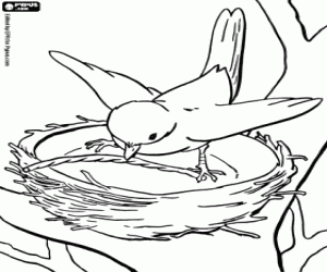 Dibujos para colorear de Pájaros , dibujos para imprimir de ...