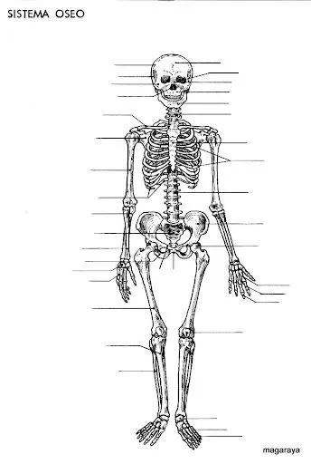 CUERPO HUMANO | Dibujos para colorear