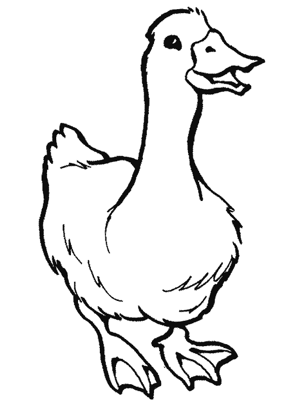 Dibujos para colorear de Patos, anatidae, anátidas, anade, ansar ... Dibujos para colorear de Patos, anatidae, anátidas, anade, ansar ...