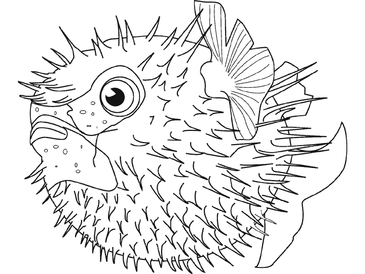 Dibujos para colorear de Peces, pez, Plantillas para colorear de ... Dibujos para colorear de Peces, pez, Plantillas para colorear de ...