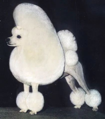 Para pintar de perros french poodle dibujos - Imagui Para pintar de perros french poodle dibujos - Imagui