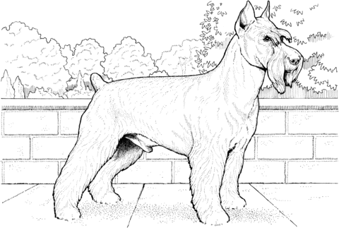 Schnauzer para colorear - Imagui