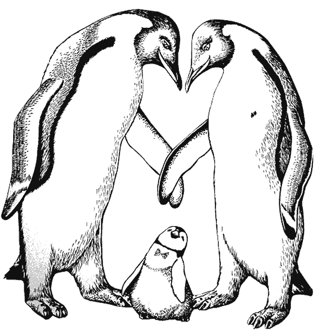 Dibujos para colorear de Pinguinos, Spheniscidae, Pingüino