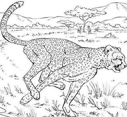 DIBUJOS PARA COLOREAR PINTAR IMAGENES: DIBUJOS DEL LEOPARDO PARA ...