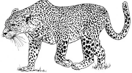 DIBUJOS PARA COLOREAR PINTAR IMAGENES: DIBUJOS DEL LEOPARDO PARA ...