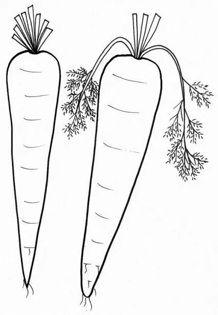 DIBUJOS PARA COLOREAR PINTAR IMAGENES: DIBUJOS DE ZANAHORIAS PARA ... DIBUJOS PARA COLOREAR PINTAR IMAGENES: DIBUJOS DE ZANAHORIAS PARA ...