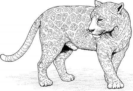 DIBUJOS PARA COLOREAR PINTAR IMAGENES: DIBUJOS DEL LEOPARDO PARA ...