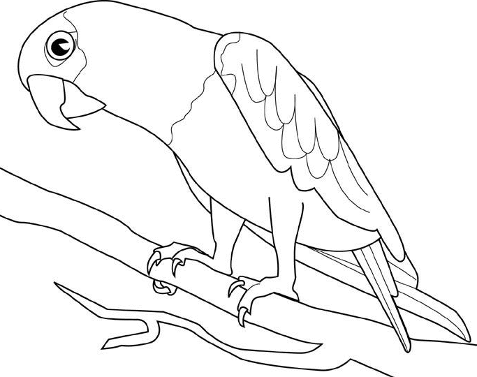 Dibujos para colorear pintar e imprimir | Bird coloring pages, Animal coloring pages, Dinosaur coloring pages Dibujos para colorear pintar e imprimir | Bird coloring pages, Animal coloring pages, Dinosaur coloring pages