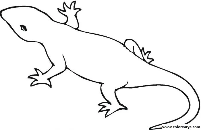 Salamandra para colorear - Imagui
