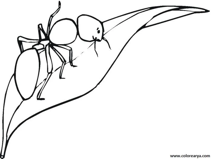 DIBUJO HORMIGA PARA COLOREAR - Imagui