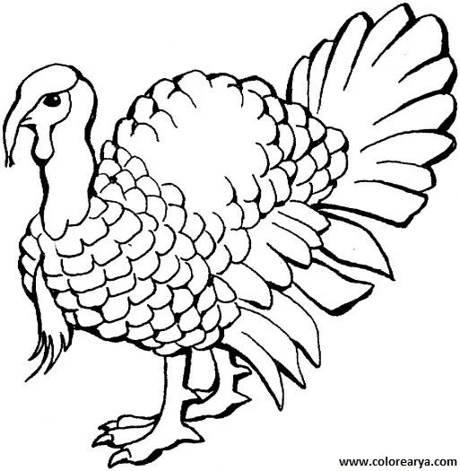 DIBUJOS PARA COLOREAR DE PAVO - Imagui
