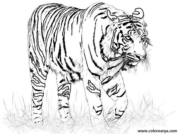 Dibujos para colorear y pintar para los niños Dibujos para colorear y pintar para los niños