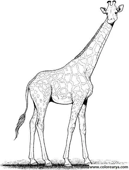 Dibujos para colorear y pintar para los niños Dibujos para colorear y pintar para los niños