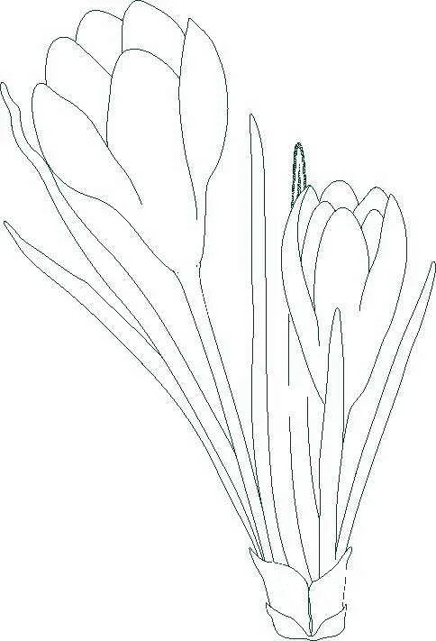 Plantas medicinal para colorear - Imagui